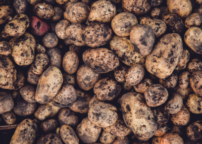 Colorado Beetle larvae – confirmed findings in Kent