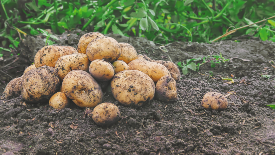 Greater vigilance required for Alternaria
