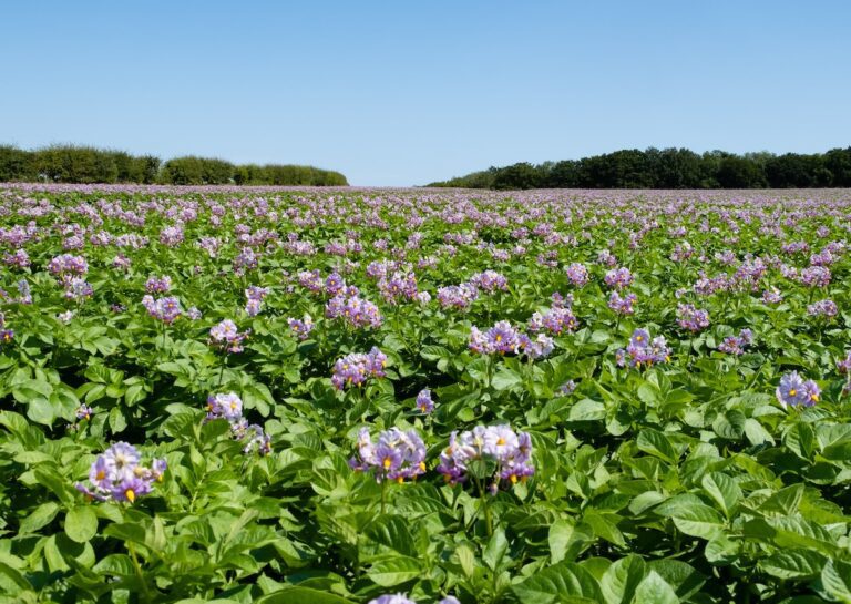 RB209 Nutrient Management Guide – Potato Section Under Review!