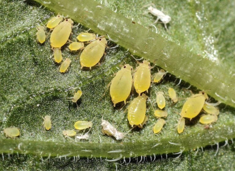 Keeping on top of virus in potato crops.