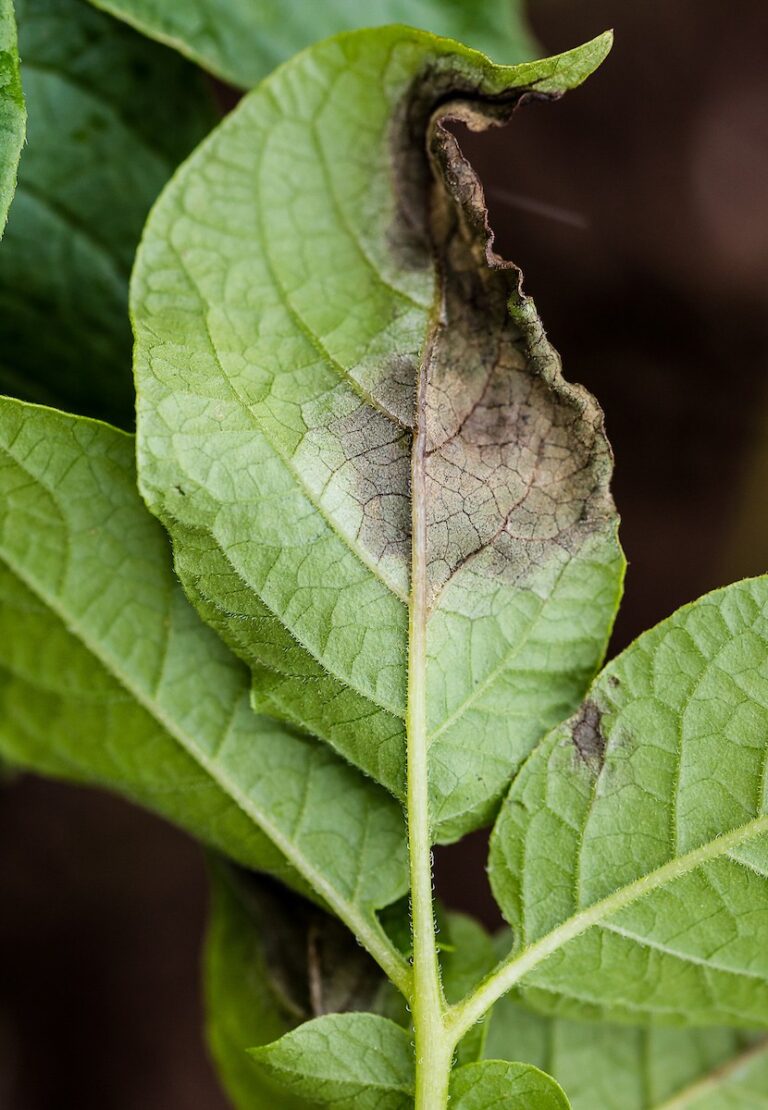 GB Potatoes Commits Three-Year Funding to the Fight Against Blight