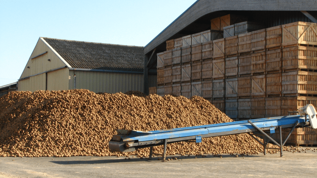 Potato farm storage